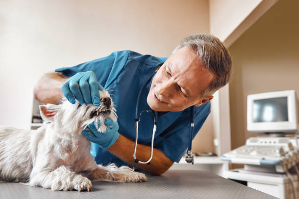  Massanutten, VA Emergency Dentist Pros